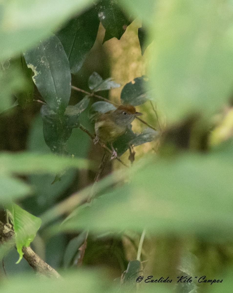 Tawny-crowned Greenlet - Euclides "Kilo" Campos