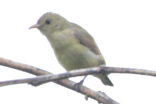 Pale-billed Flowerpecker - ShankarGanesh Kandasamy