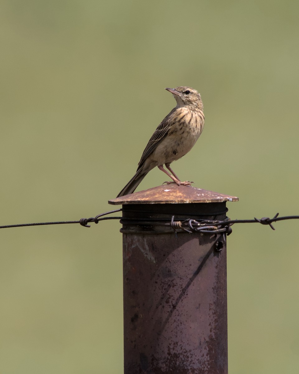 Nicholson's Pipit - Cameron Blair