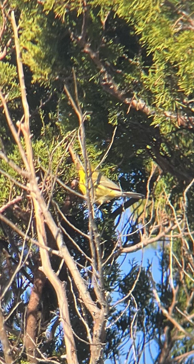 Prairie Warbler - TJ Samojedny