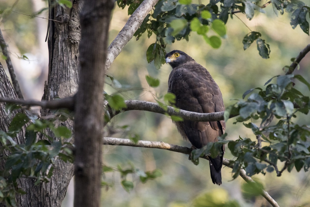 Crested Serpent-Eagle - ML612448226