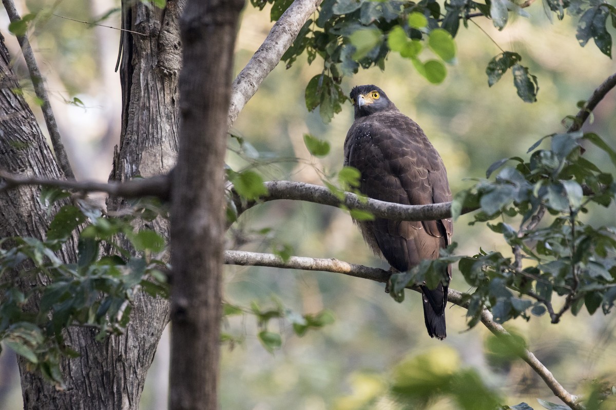 Crested Serpent-Eagle - ML612448227