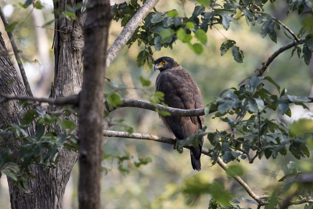 Crested Serpent-Eagle - ML612448228