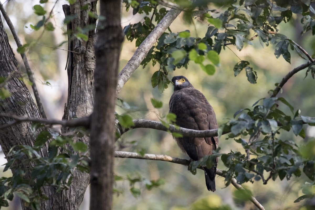 Crested Serpent-Eagle - ML612448229