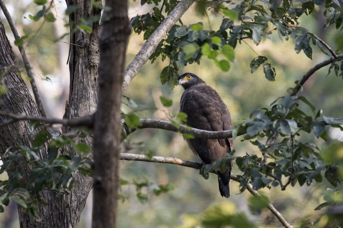 Crested Serpent-Eagle - ML612448230