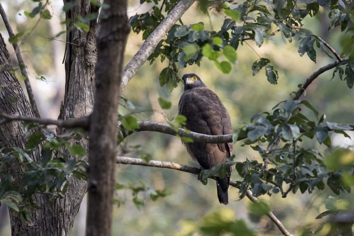 Crested Serpent-Eagle - ML612448231
