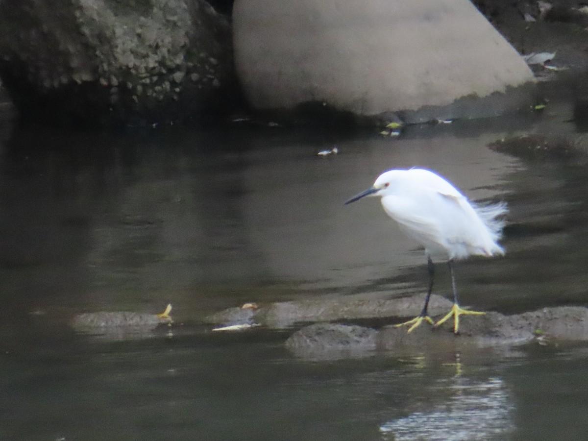 Little Egret - ML612448287