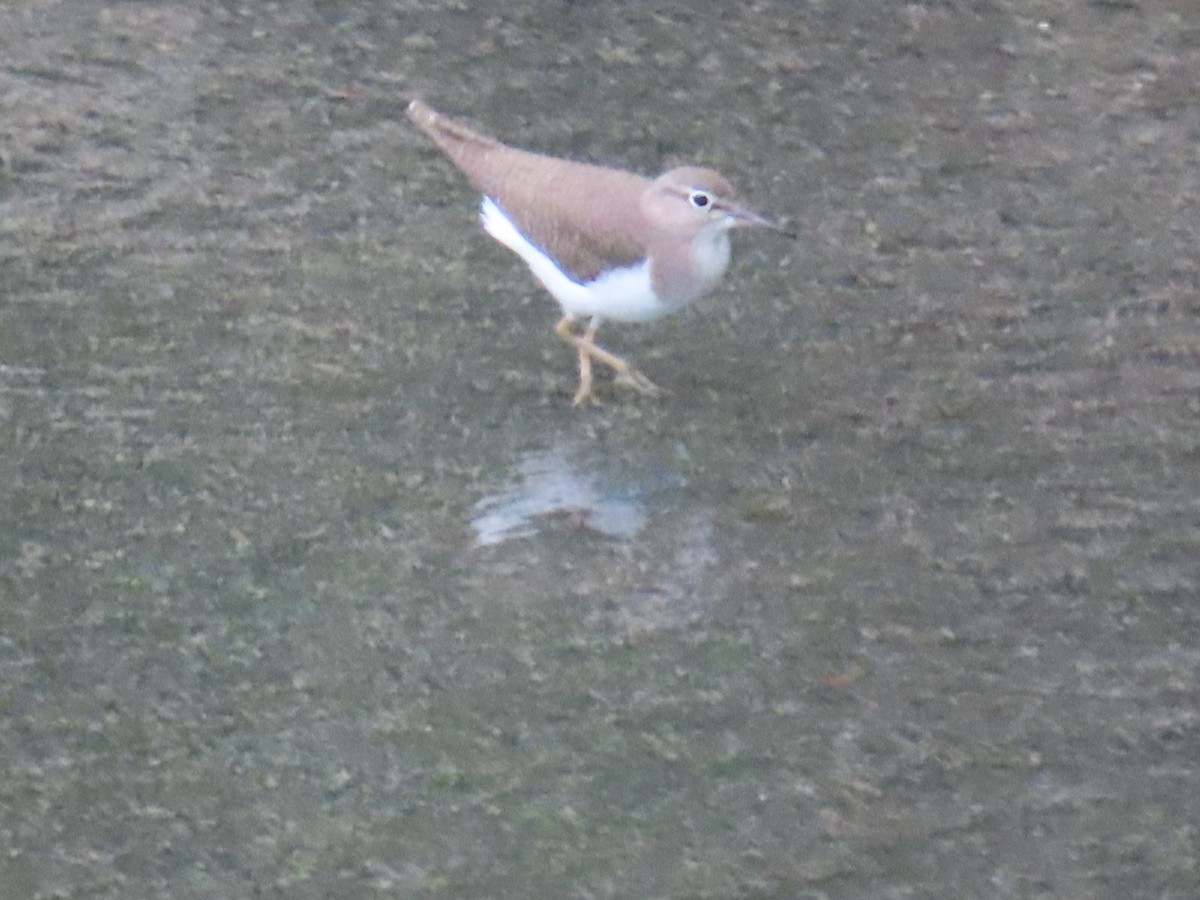 Common Sandpiper - ML612448312