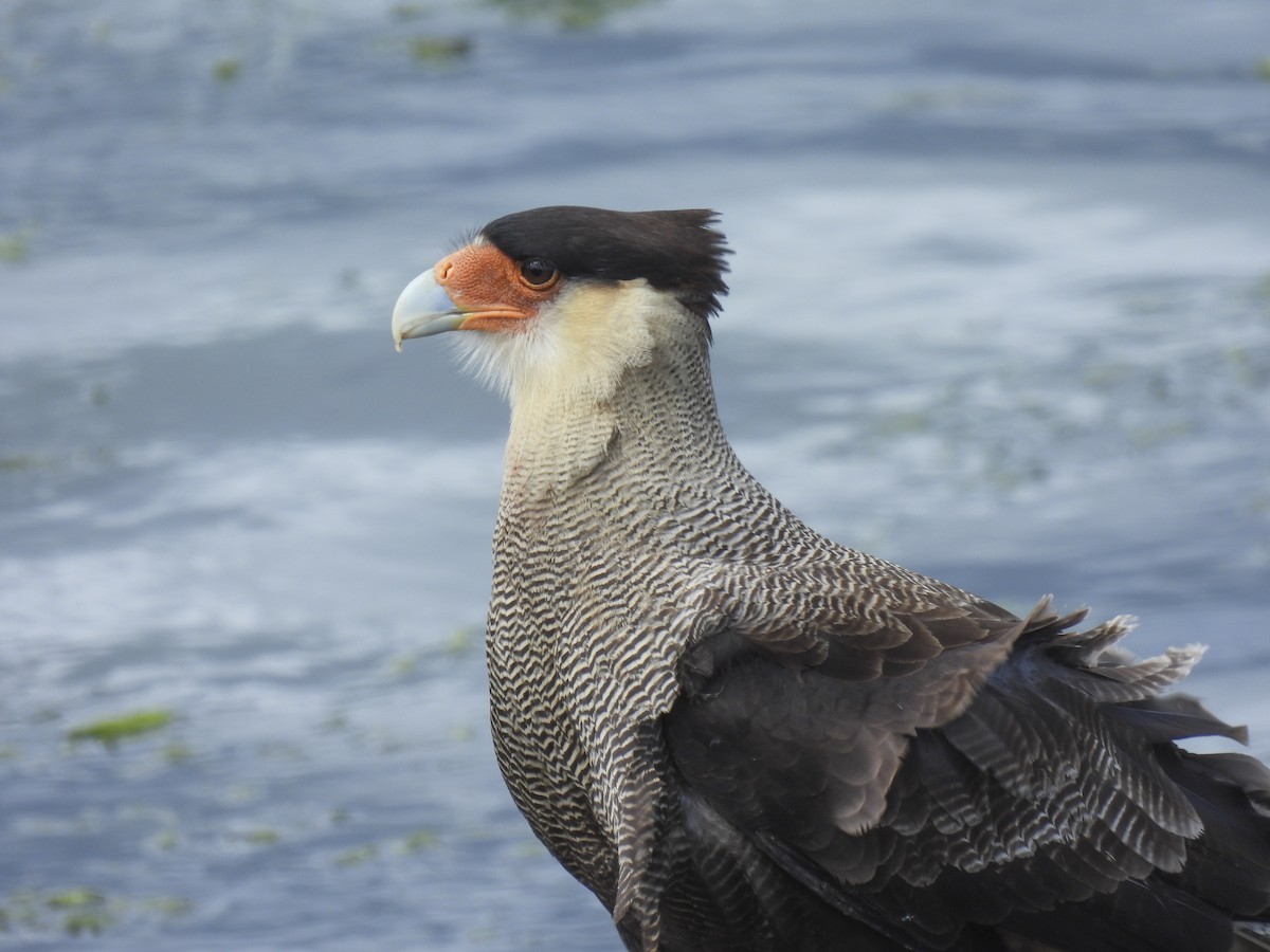 Crested Caracara - Philip Downey