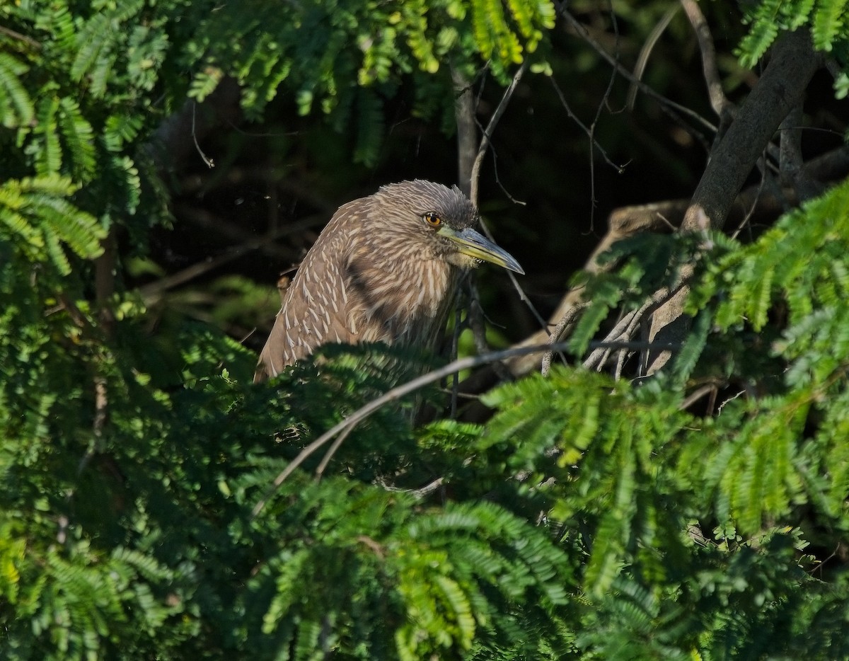 Black-crowned Night Heron - ML612448362