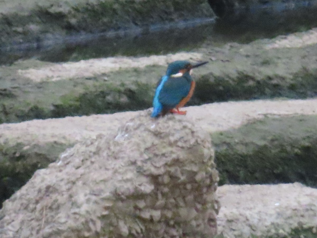 Common Kingfisher - ML612448370