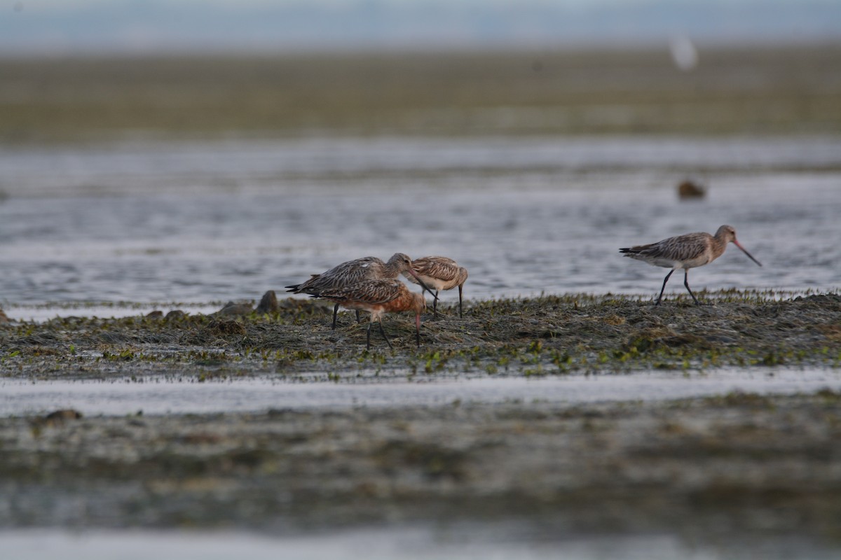 Bar-tailed Godwit - ML612448381