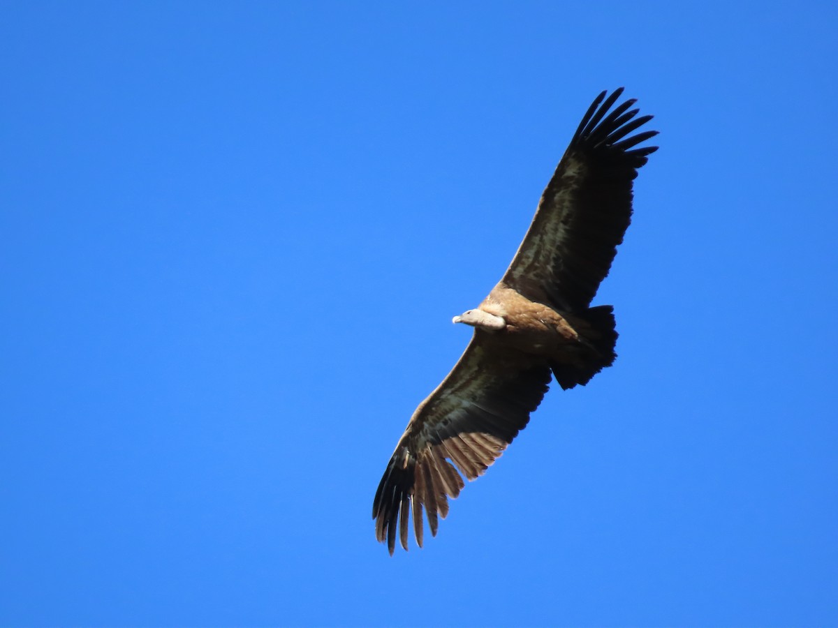 Eurasian Griffon - Pol Diéguez Cuesta