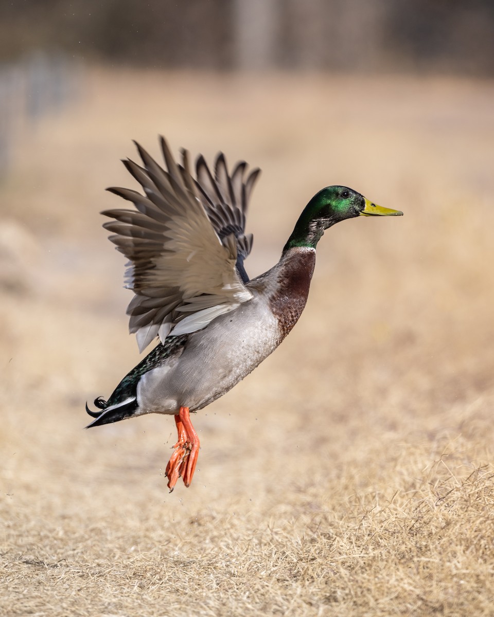 Mallard - Kurt Holz