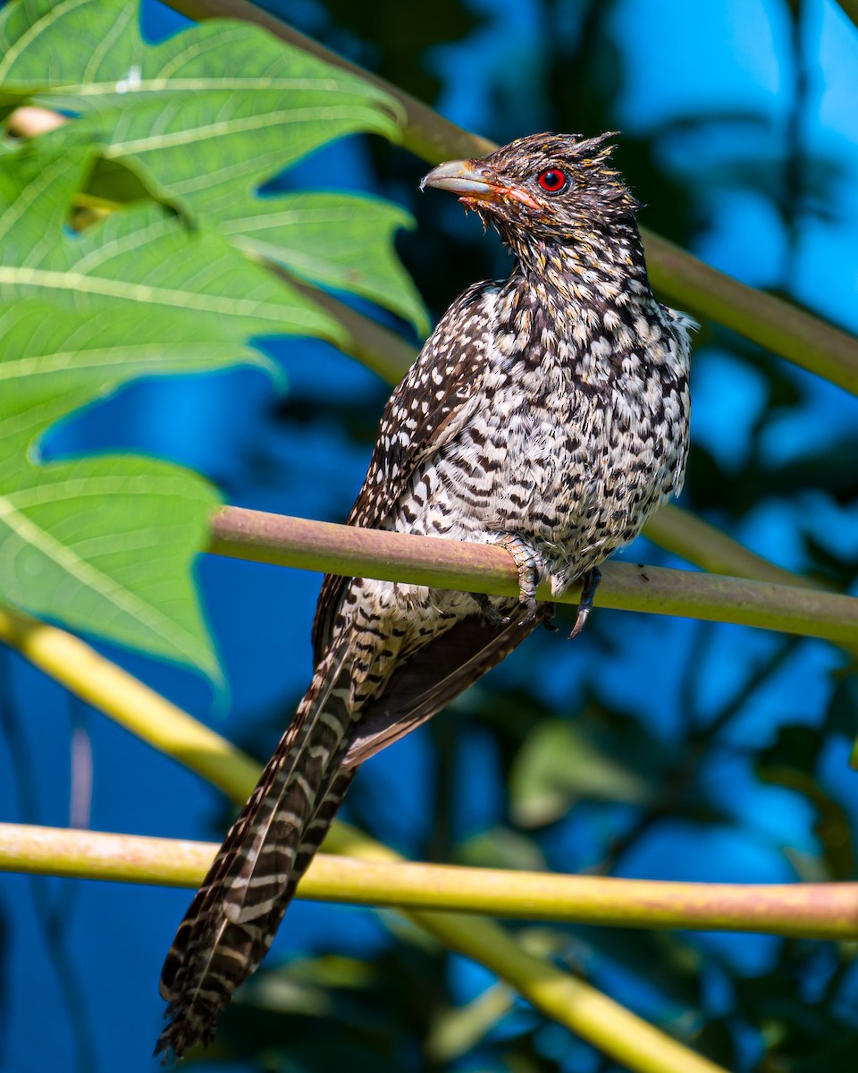 Asian Koel - Munshi Abul Barakat