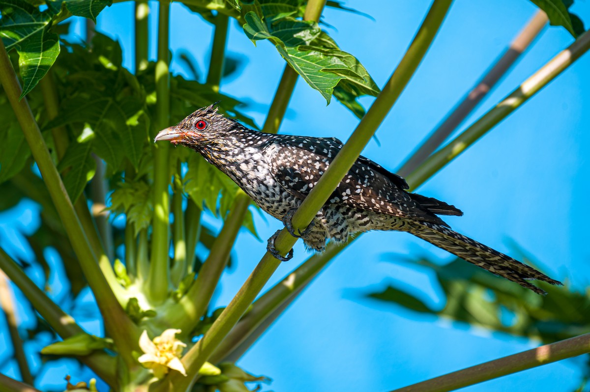 Asian Koel - Munshi Abul Barakat