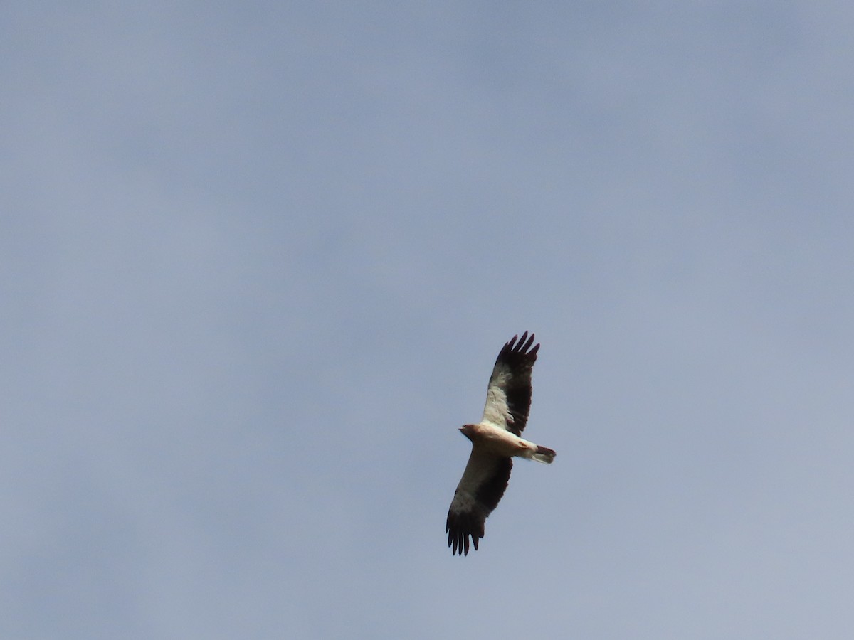 Águila Calzada - ML612448424