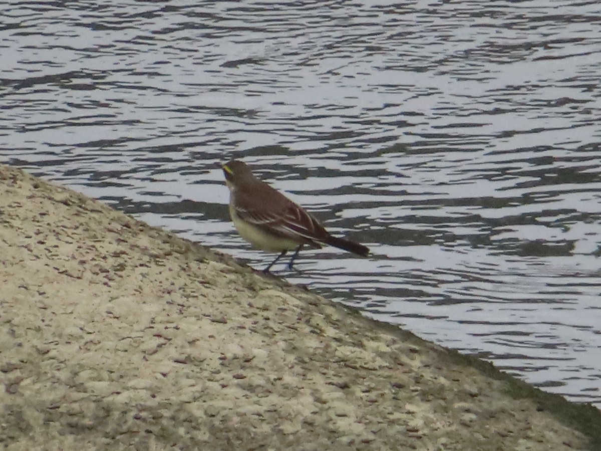 Eastern Yellow Wagtail - ML612448426