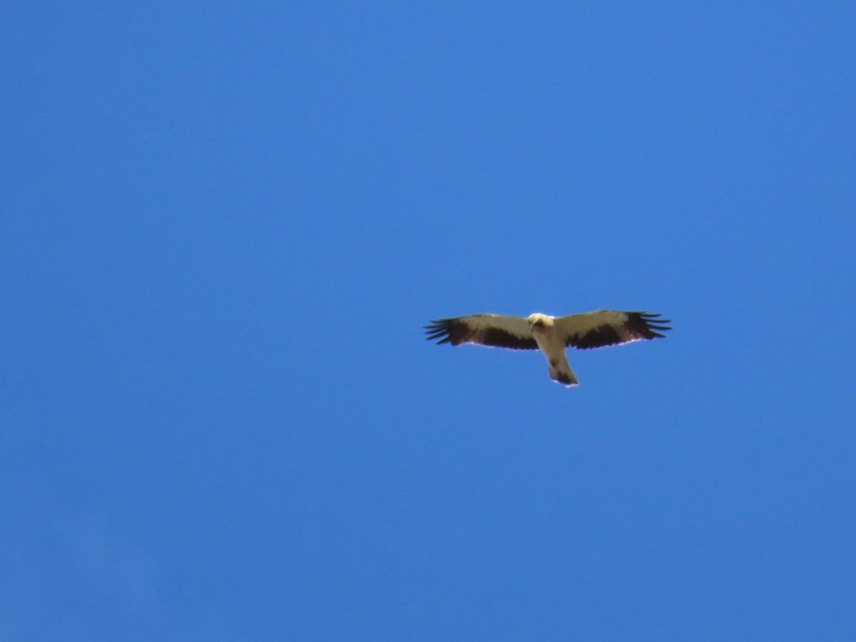 Booted Eagle - ML612448428