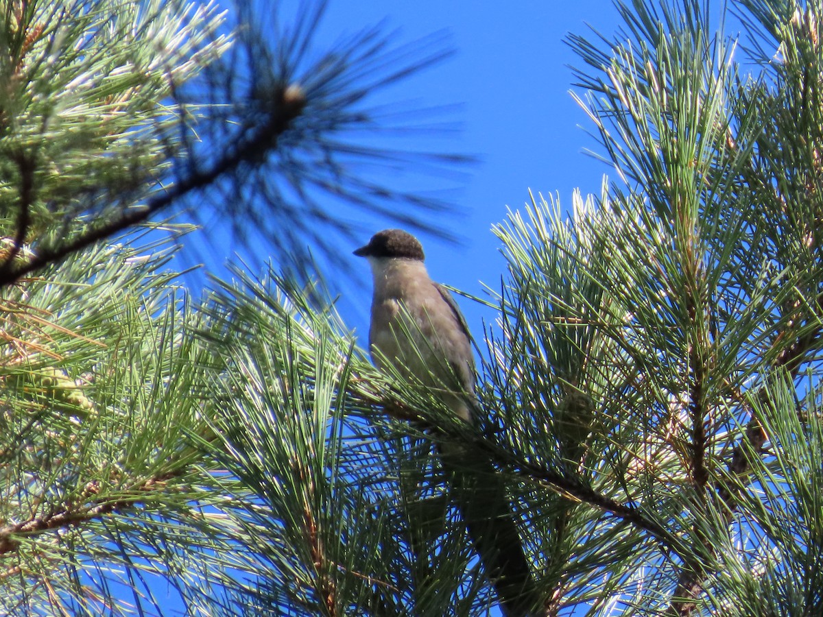 Iberian Magpie - ML612448437