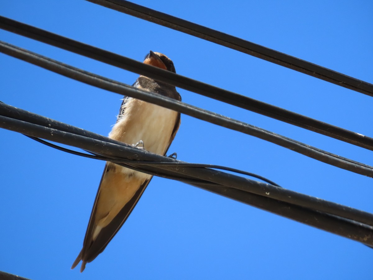 Barn Swallow - Pol Diéguez Cuesta