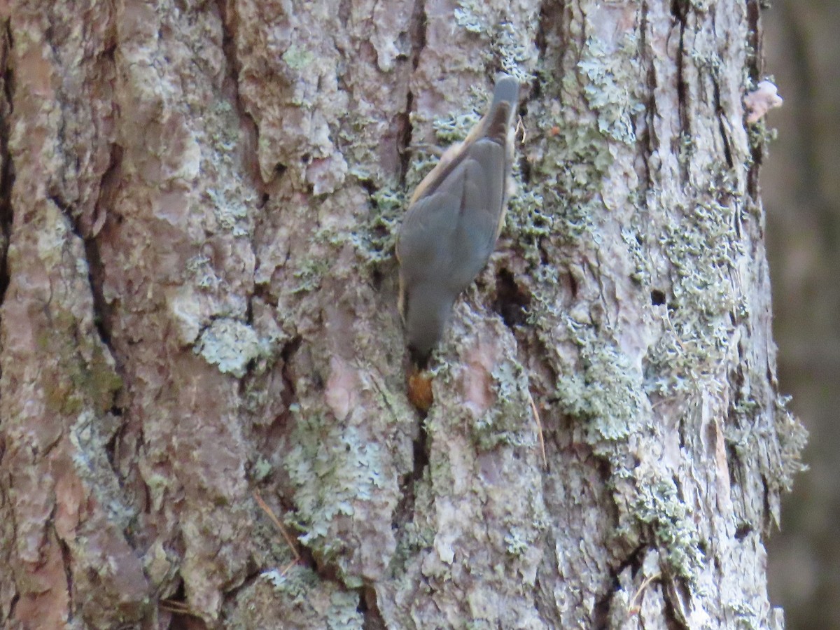 Eurasian Nuthatch - ML612448465