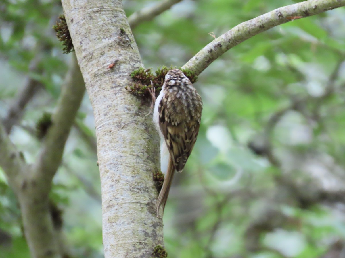 Short-toed Treecreeper - ML612448470