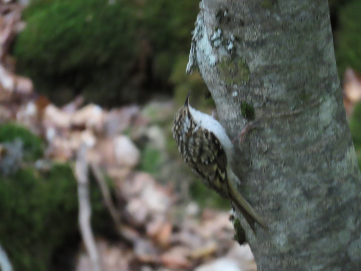 Short-toed Treecreeper - ML612448471