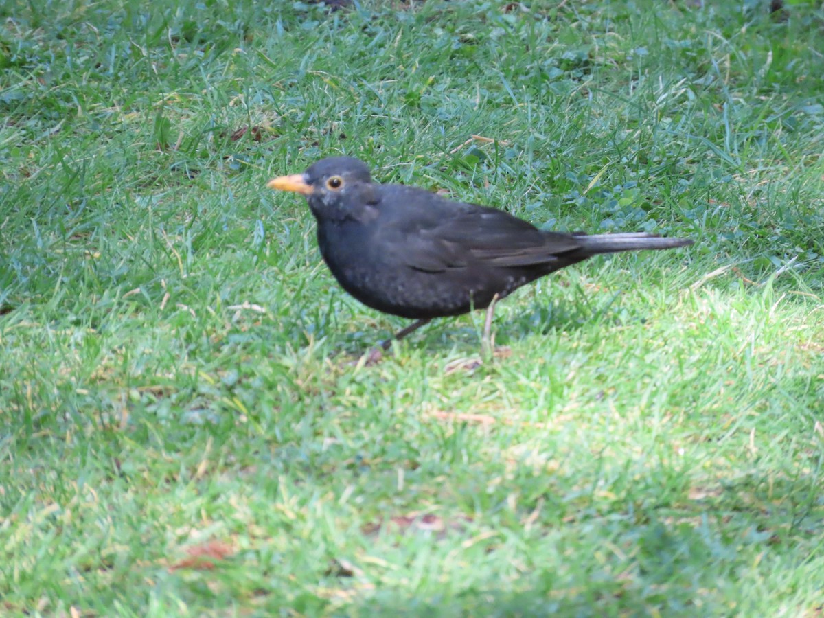 Eurasian Blackbird - ML612448486