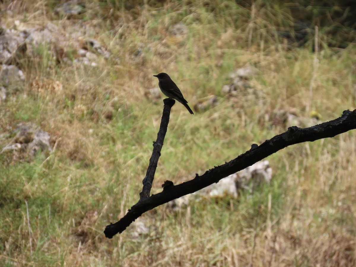 Spotted Flycatcher - ML612448490