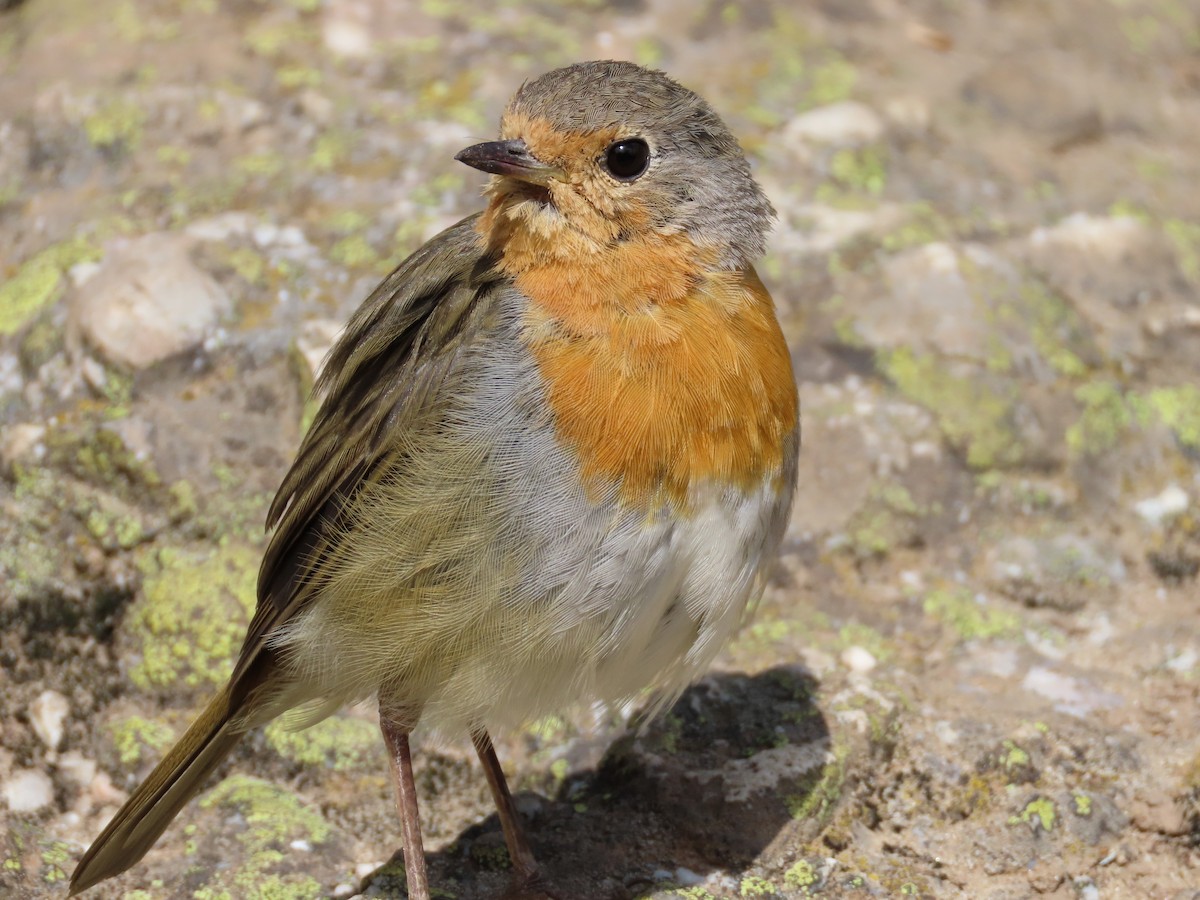 European Robin - ML612448493