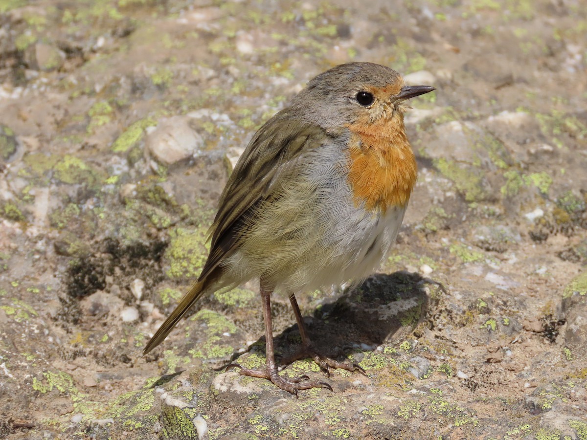 European Robin - ML612448497