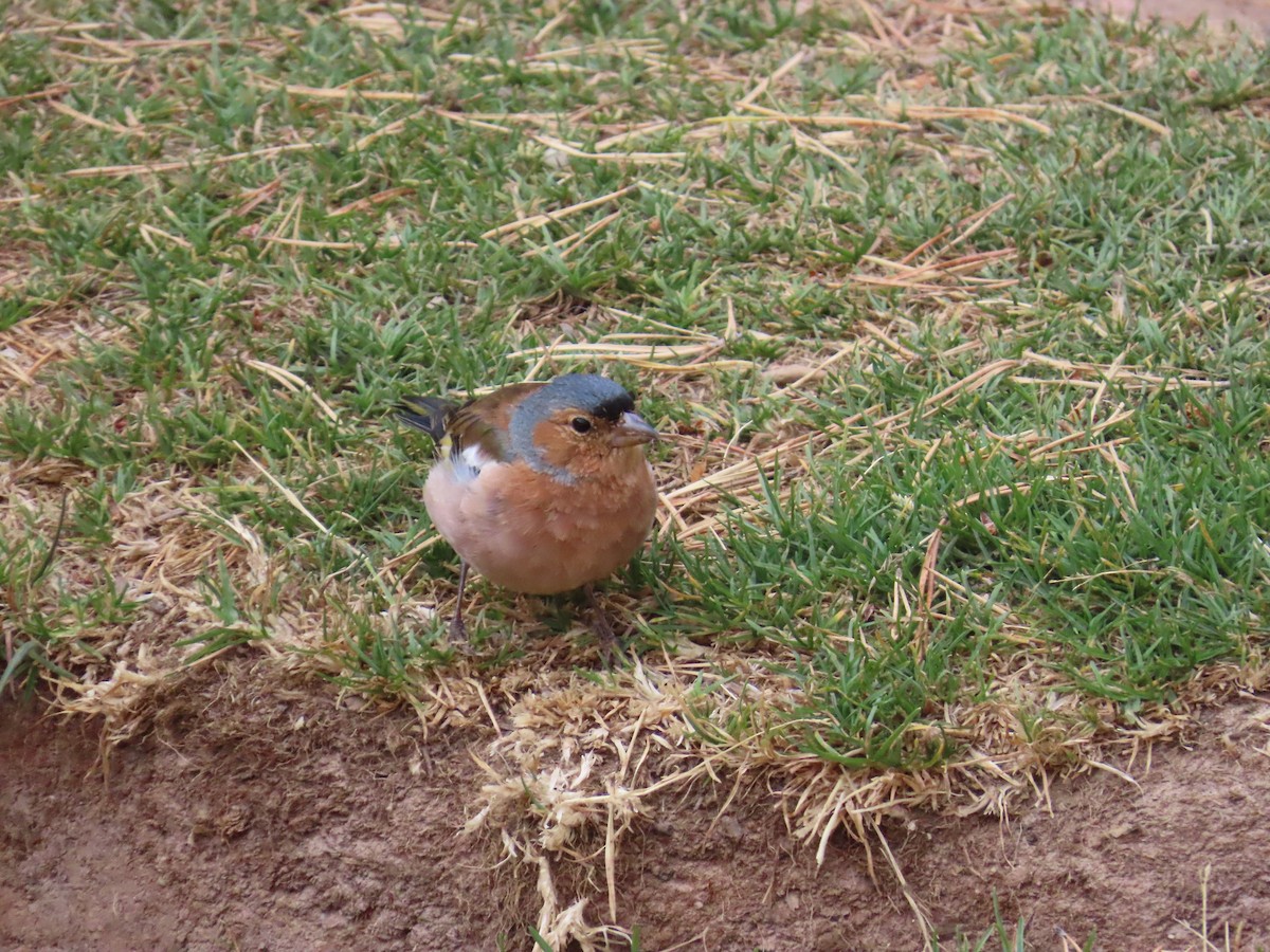 Common Chaffinch - ML612448505