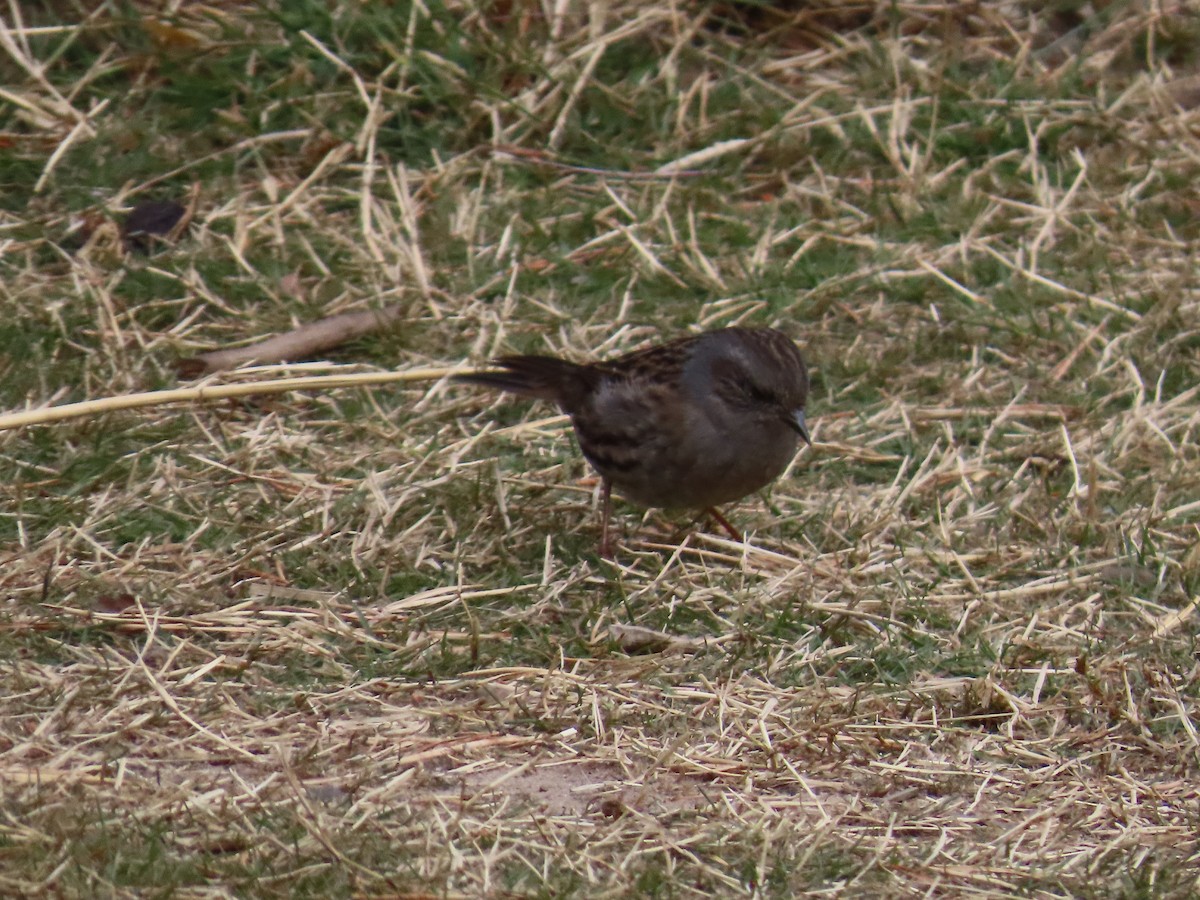 Dunnock - ML612448509