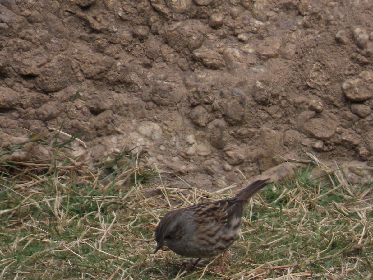 Dunnock - ML612448512