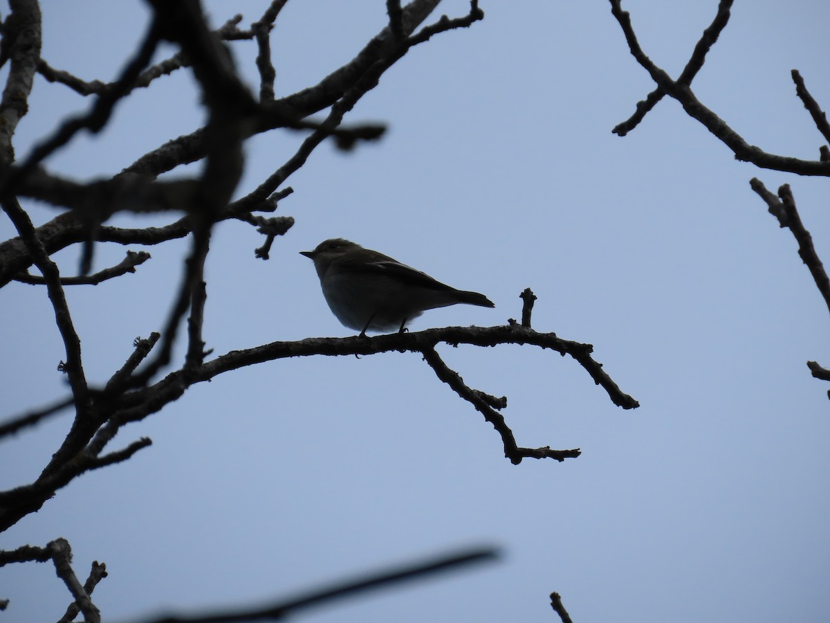 European Pied Flycatcher - Pol Diéguez Cuesta