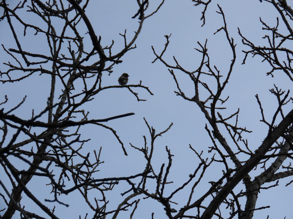 European Pied Flycatcher - ML612448518