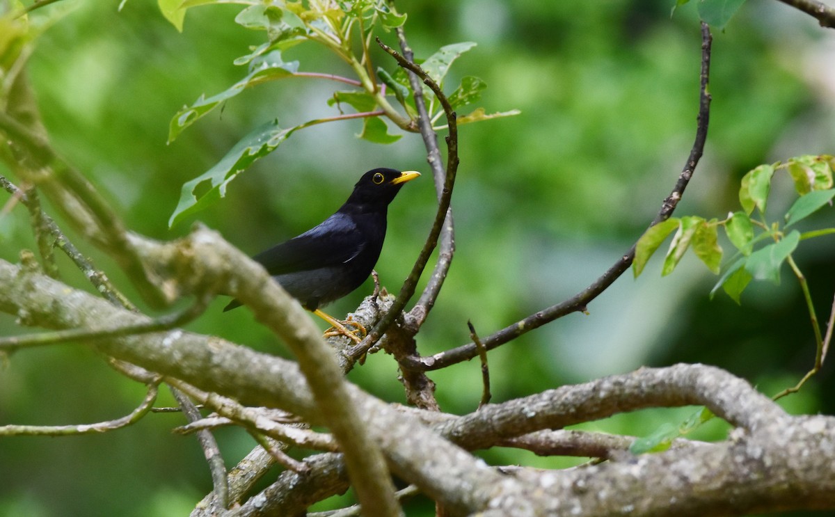 Yellow-legged Thrush - ML612448545