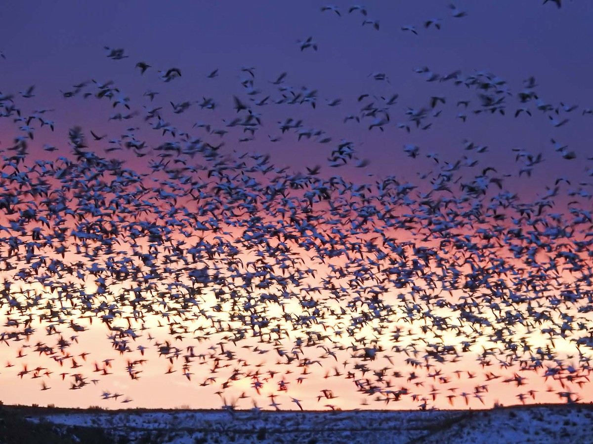 Snow Goose - ML612448609