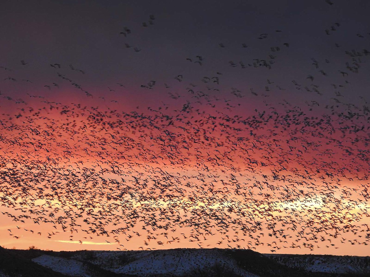 Snow Goose - ML612448621