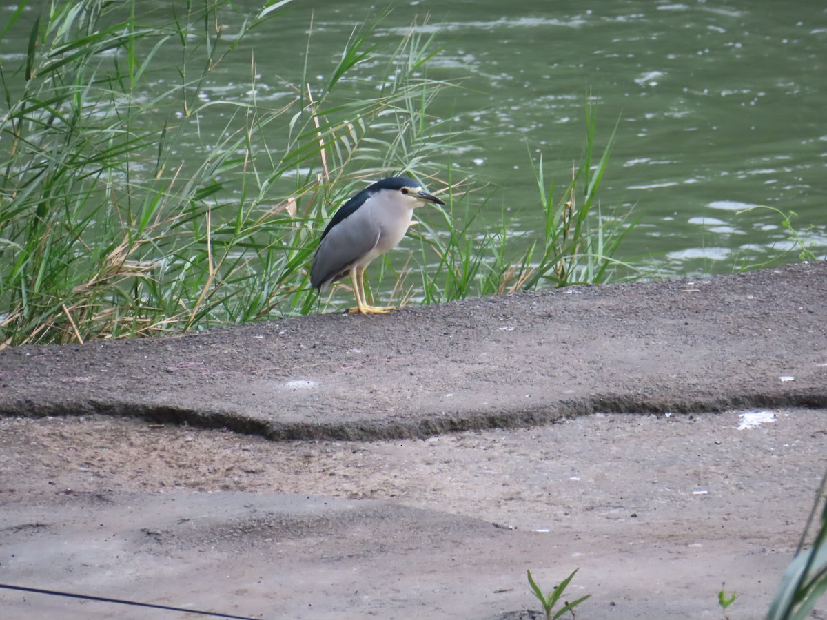 Black-crowned Night Heron - ML612448625