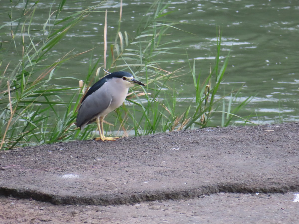 Black-crowned Night Heron - 似珍 白