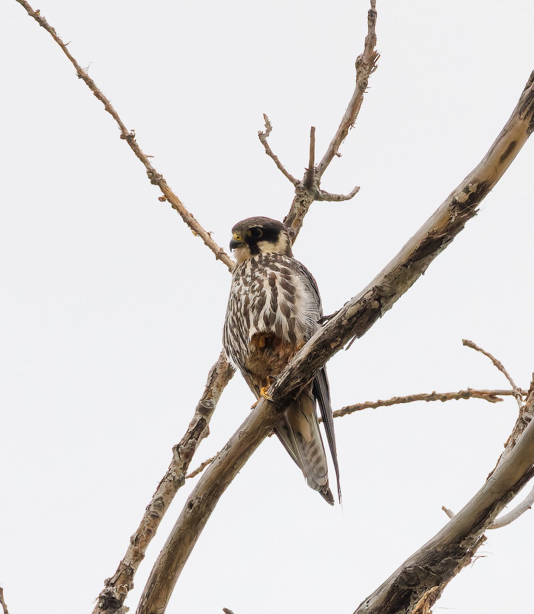 Eurasian Hobby - Valeriya V