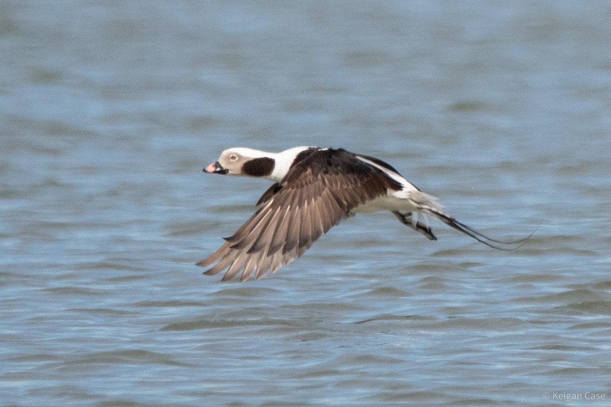Long-tailed Duck - ML612448673