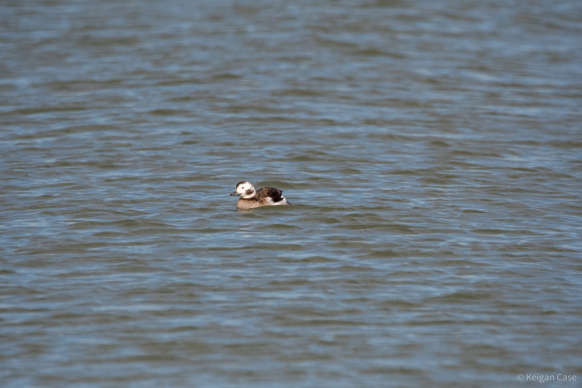 Long-tailed Duck - ML612448675