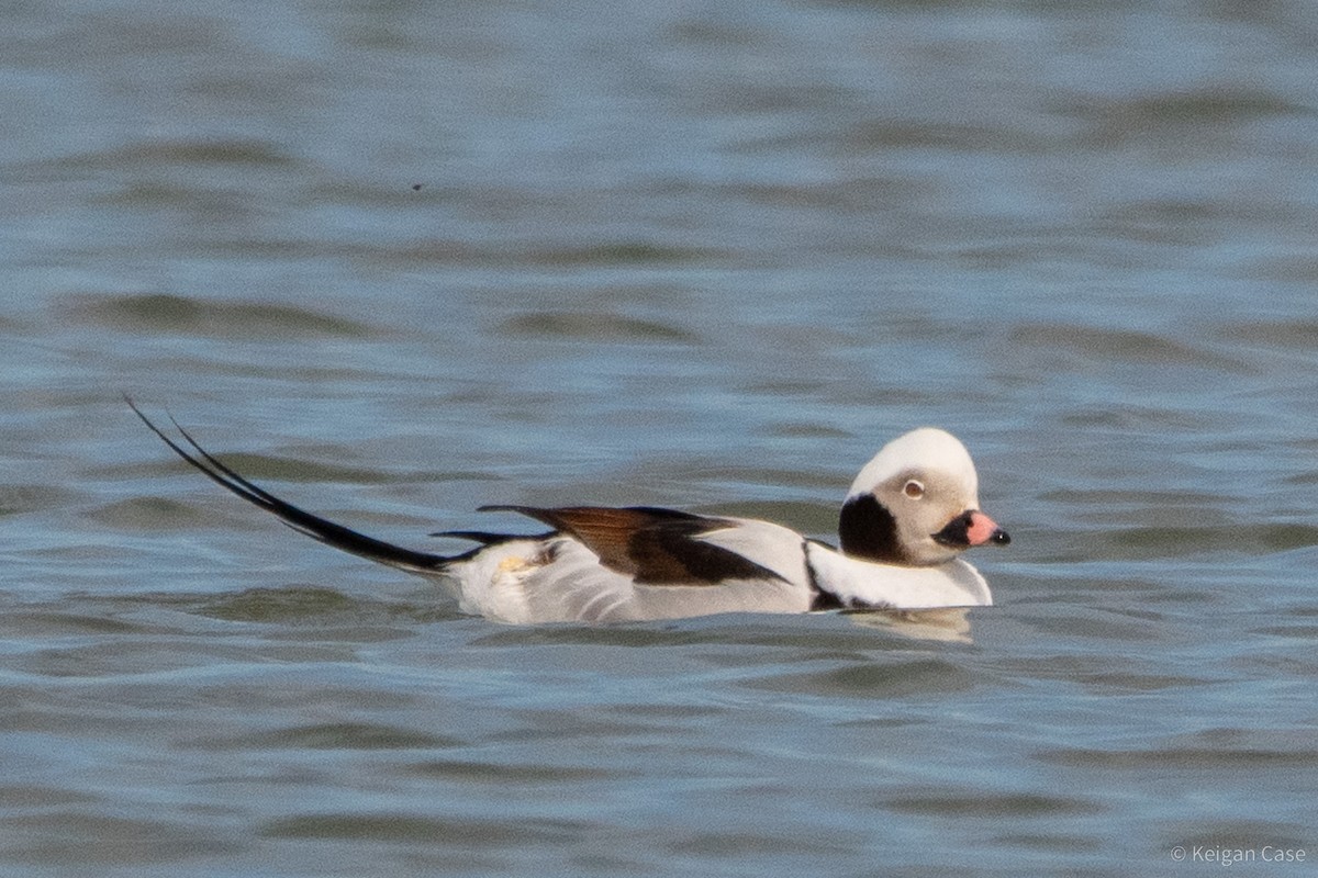 Long-tailed Duck - ML612448677
