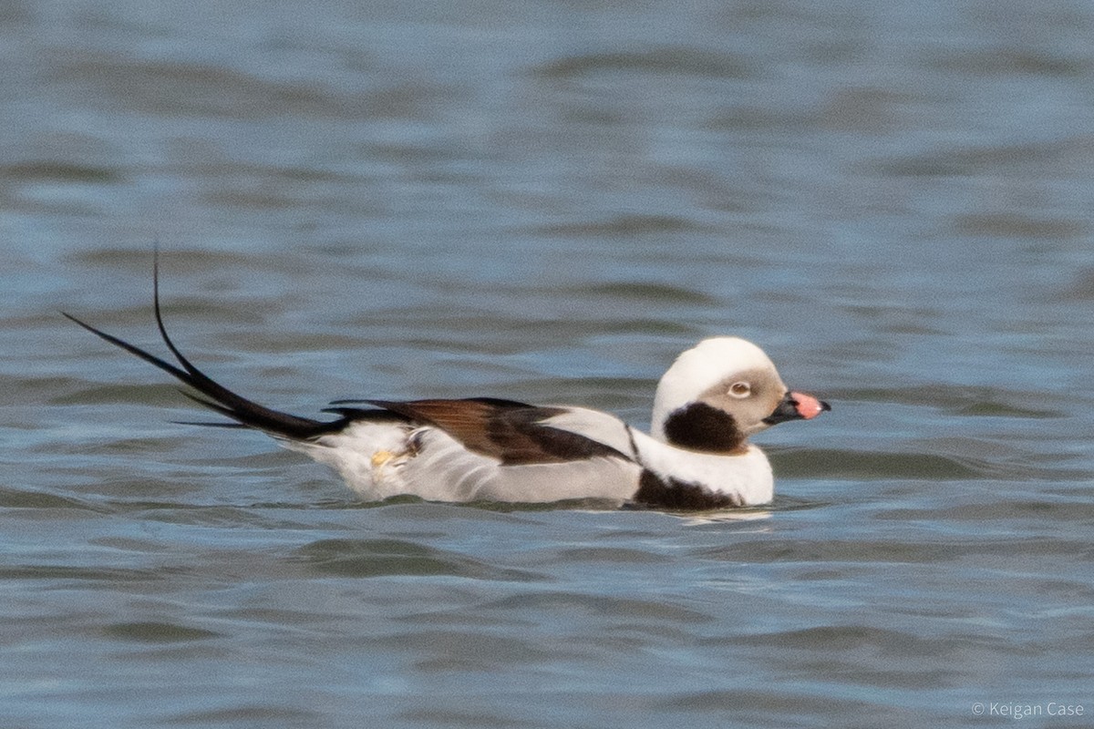 Long-tailed Duck - ML612448679