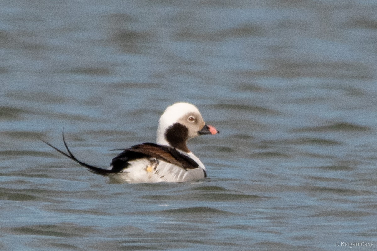 Long-tailed Duck - ML612448680