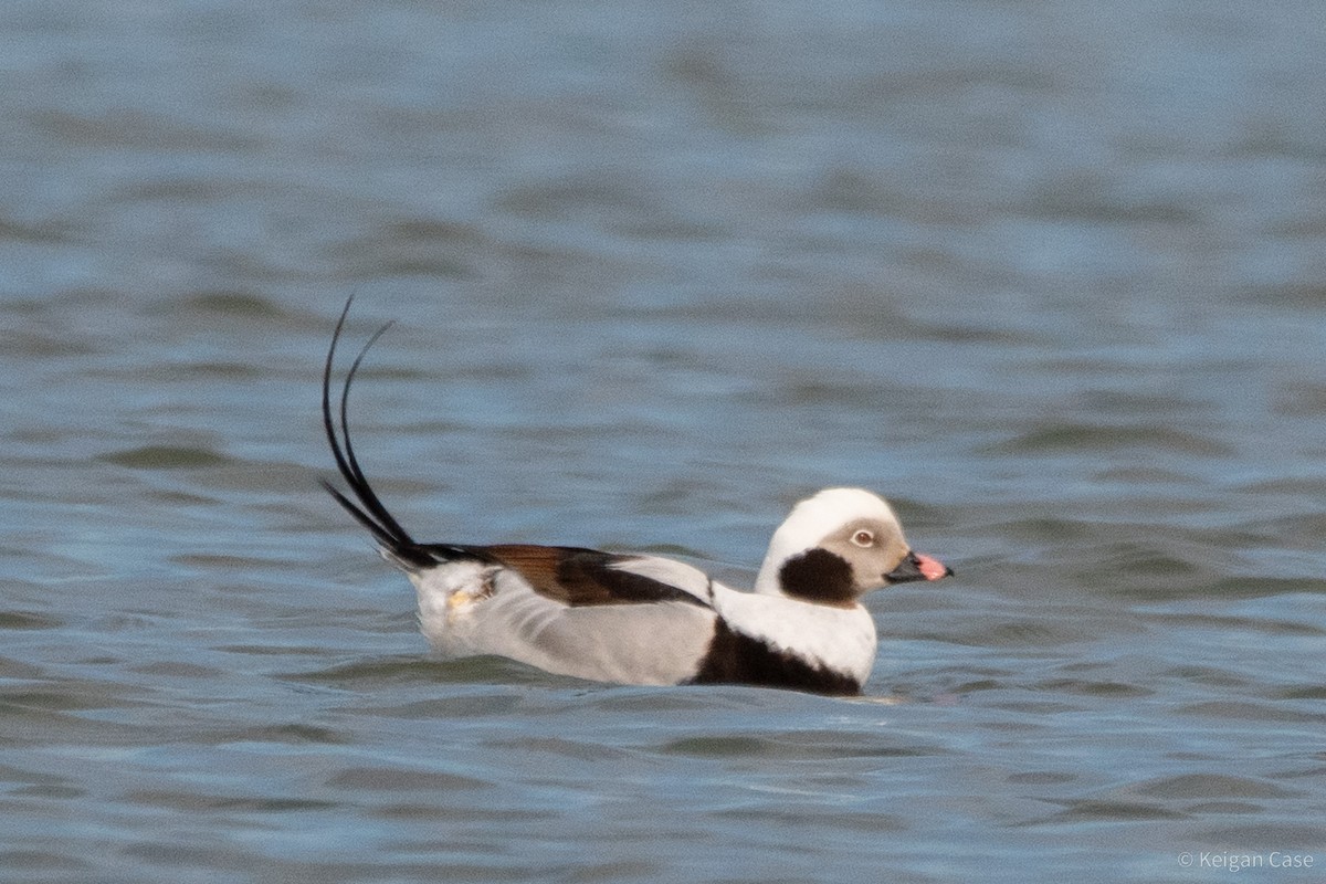 Long-tailed Duck - ML612448681