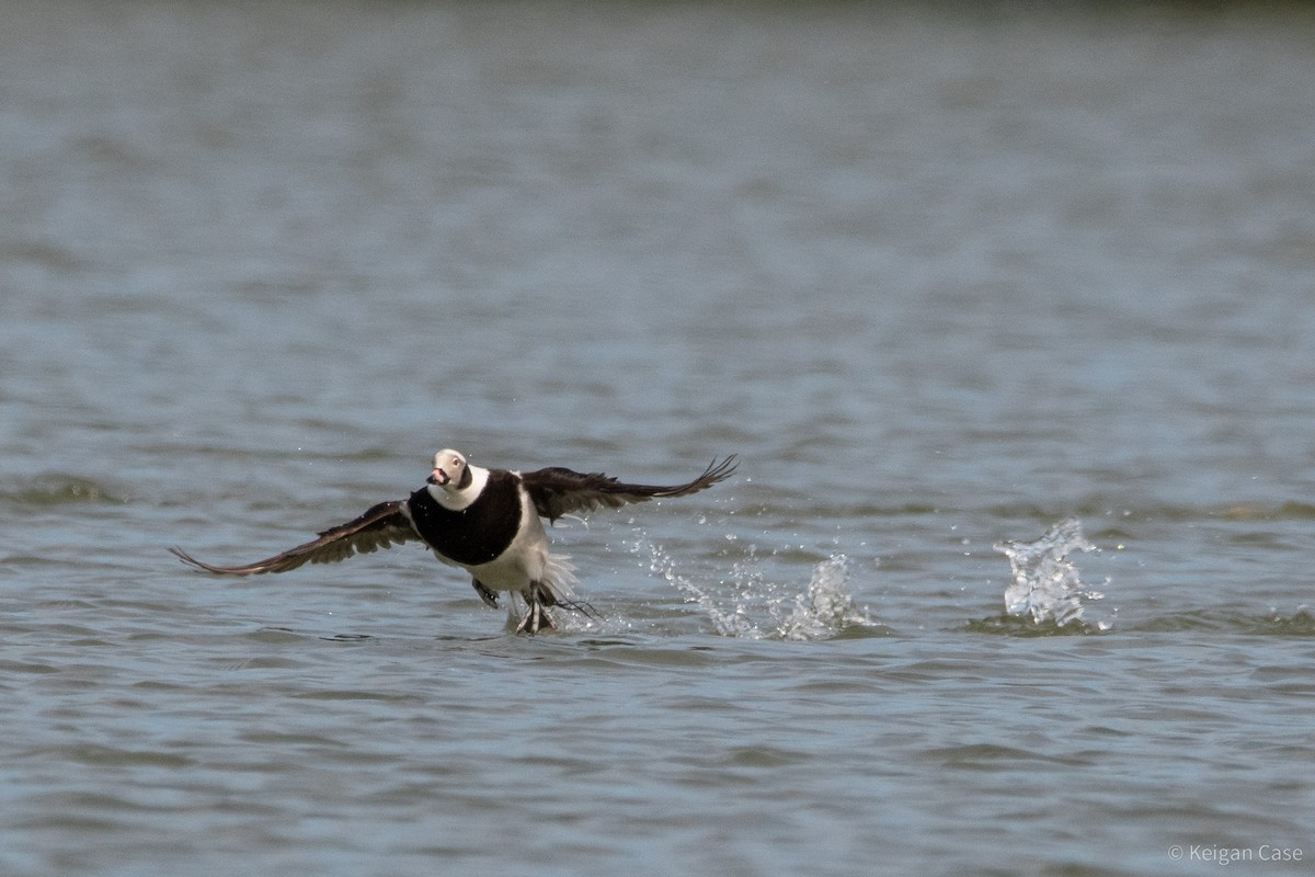 Long-tailed Duck - ML612448682